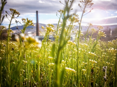 Nature grass plant sky Photo