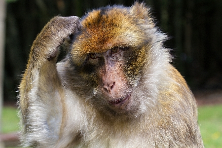 Foto Margasatwa kebun binatang mamalia penuh pertimbangan