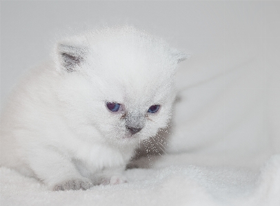 Foto Putih manis anak anjing satwa