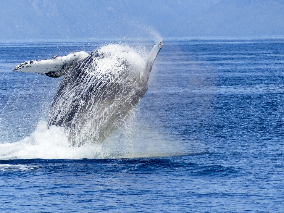 Mar agua naturaleza océano