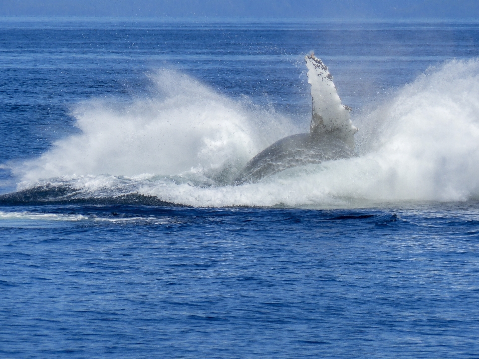 Mar costa agua naturaleza