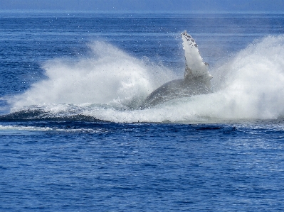 Sea coast water nature Photo