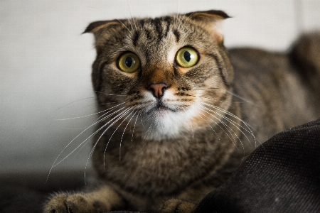 Foto Bonitinho bicho de estimação pelagem retrato