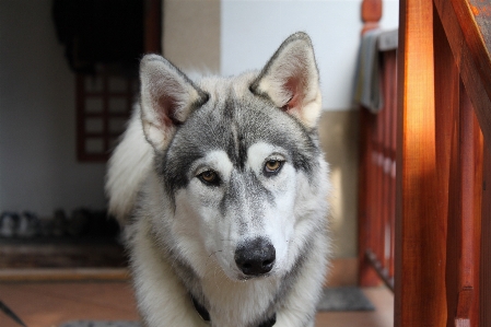 Foto Anak anjing satwa mamalia