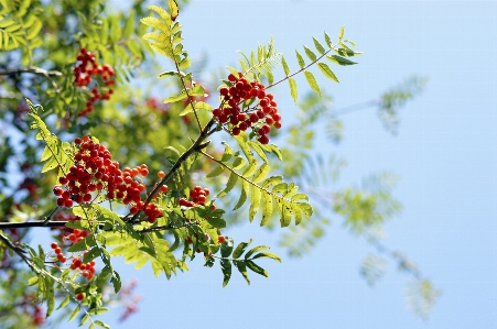 Tree nature branch blossom Photo