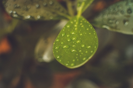 水 自然 落とす 露 写真