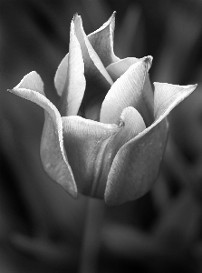 黒と白
 植物 白 写真撮影 写真