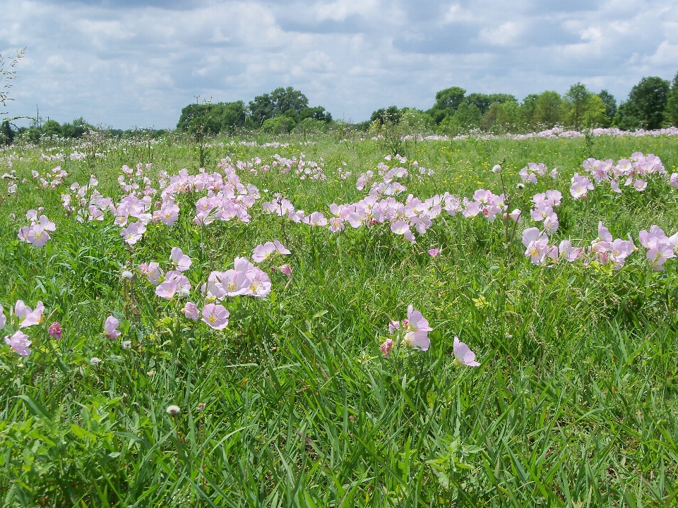 Natura erba fiore pianta