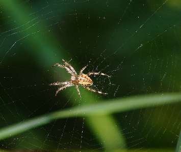 Nature dew green fauna Photo