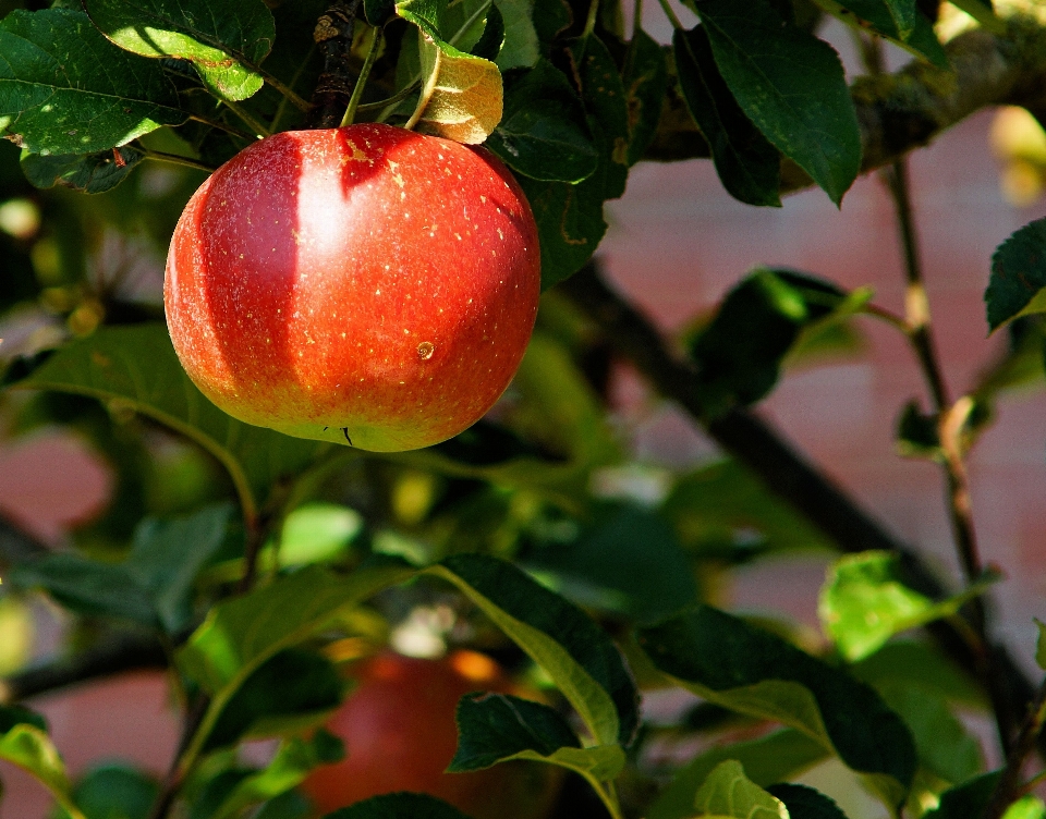 Apple 树 分支 植物