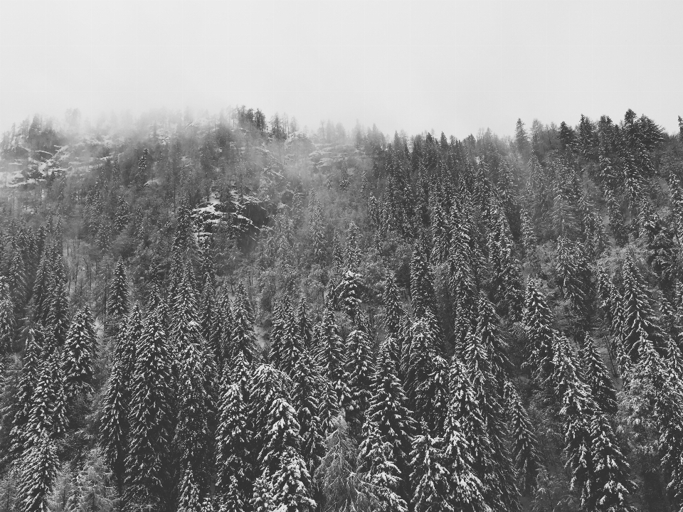 Lanskap pohon alam hutan