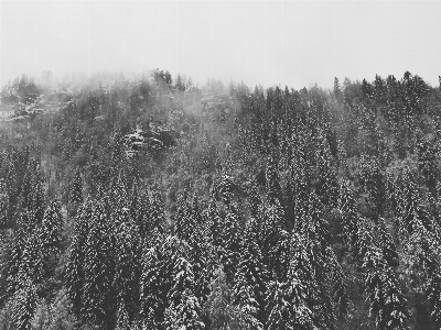 風景 木 自然 森 写真