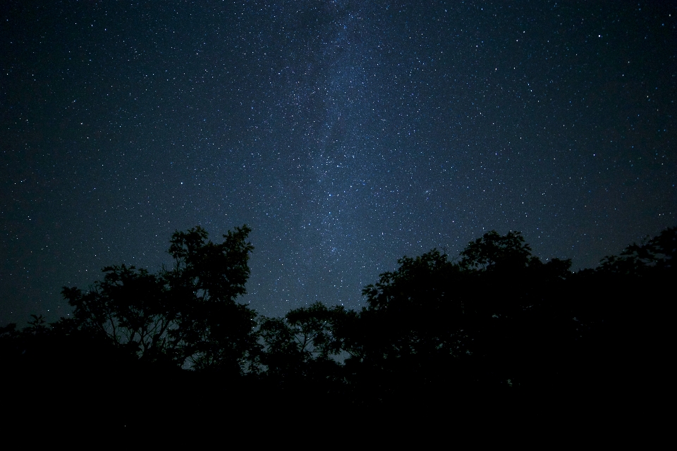 自然 森林 天空 夜晚