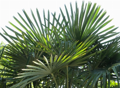 Landscape tree grass branch Photo