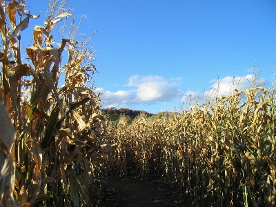 Grass plant field farm Photo