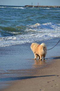 Beach landscape sea coast Photo