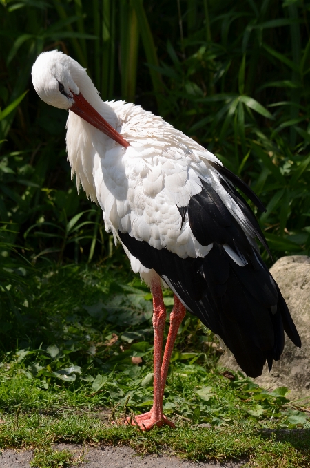 Ptak skrzydło dzikiej przyrody ogród zoologiczny