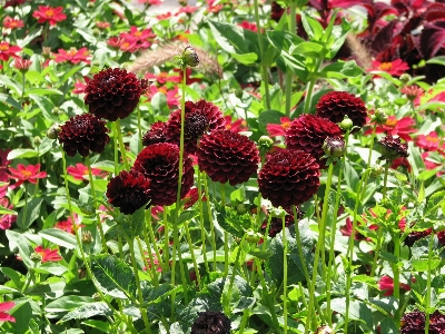 Blüte anlage wiese
 blume Foto