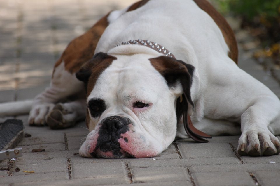 White dog relax mammal