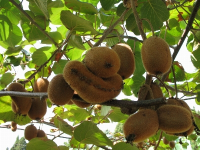 Tree nature branch plant Photo