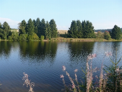 Foto Paesaggio albero acqua natura