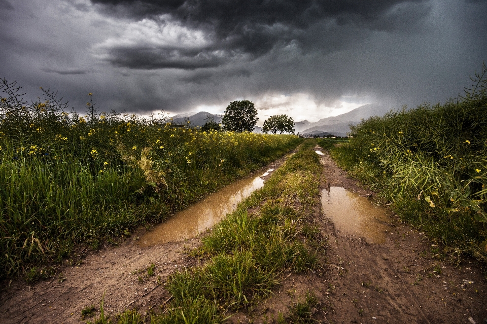 Paesaggio natura erba nube