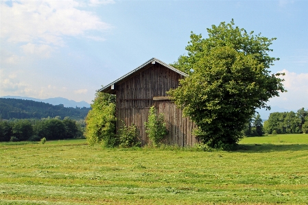 Foto Paisaje árbol naturaleza césped