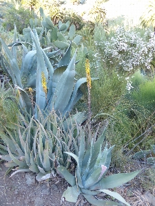 Foto Fiore pianta fioritura botanica
