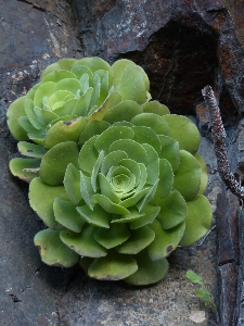 Plant flower green produce Photo