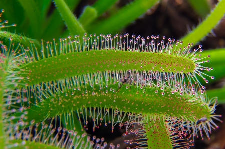 自然 草 ブランチ 植物 写真