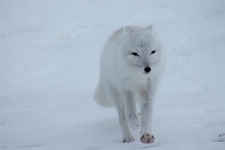 Snow cold winter white Photo