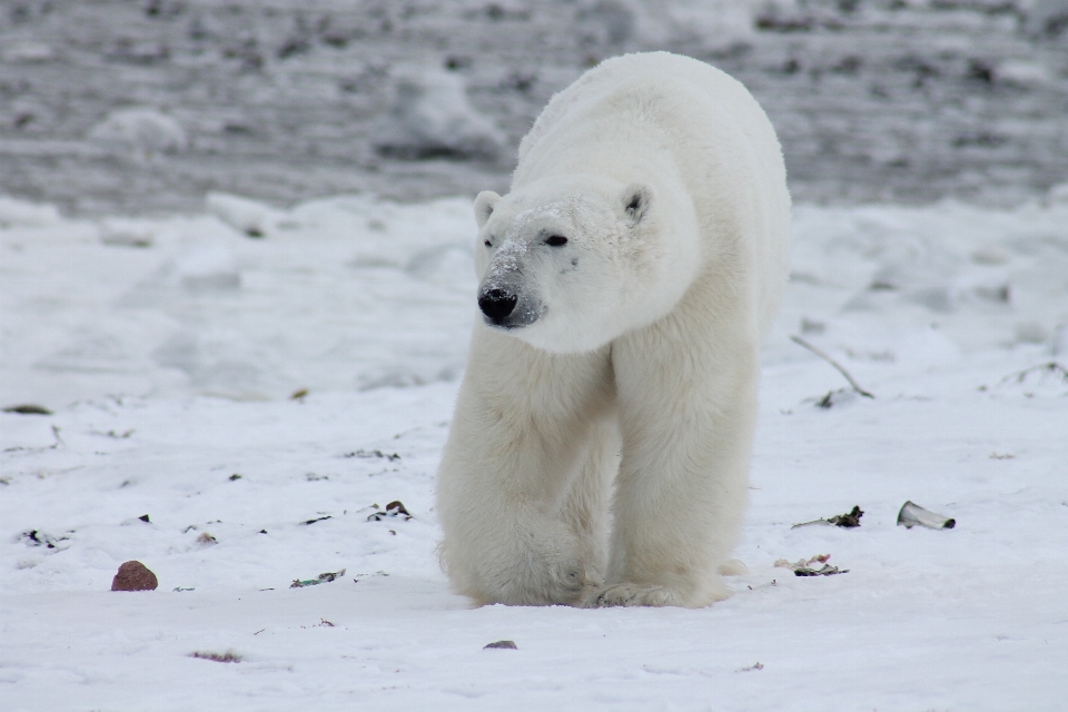 Natura nevicare freddo animale