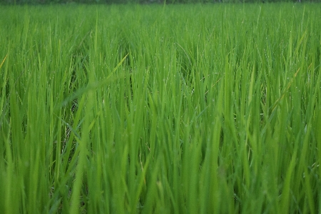 Grass plant field farm Photo