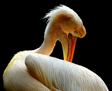 Foto Alam burung sayap satwa