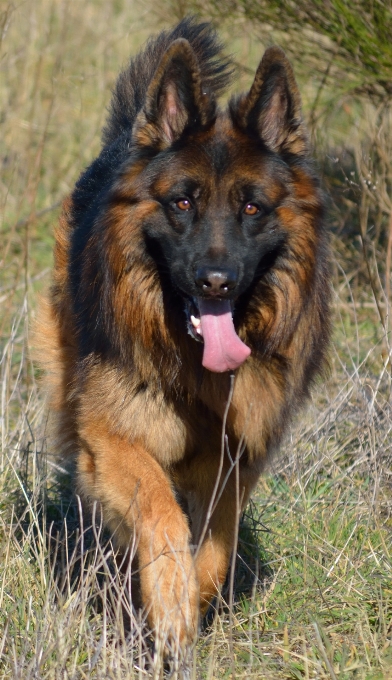 Chien mammifère berger allemand
