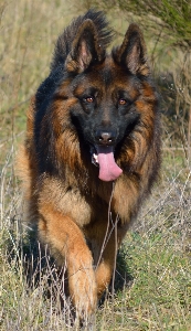 Dog mammal german shepherd Photo