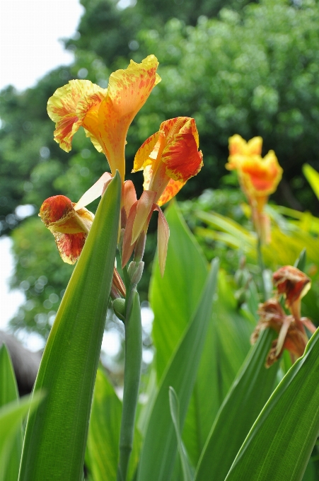 Plantar folha flor tropical