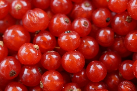 Plant fruit berry flower Photo