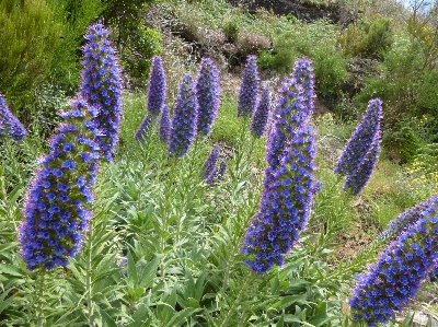 Foto Tanaman bunga botani
 biru