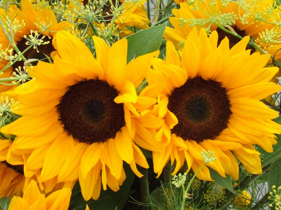 Planta flor pétalo amarillo