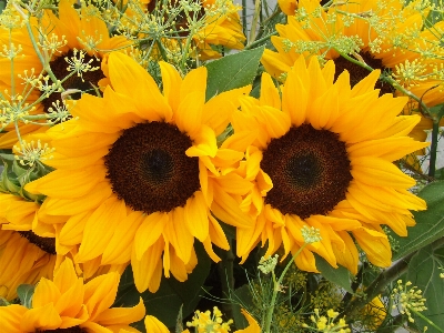 Plant flower petal yellow Photo