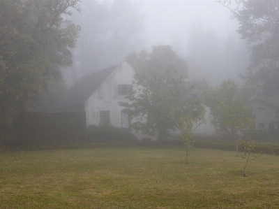 Tree nature forest fog Photo