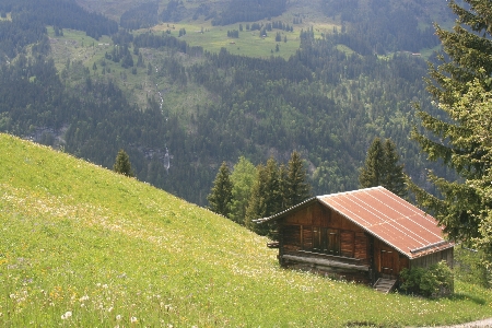 Nature forest grass wilderness Photo