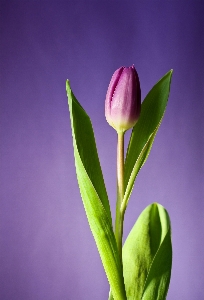 Blossom plant photography leaf Photo