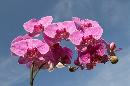 Nature branch blossom plant Photo