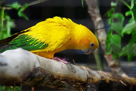 Nature bird wildlife green Photo