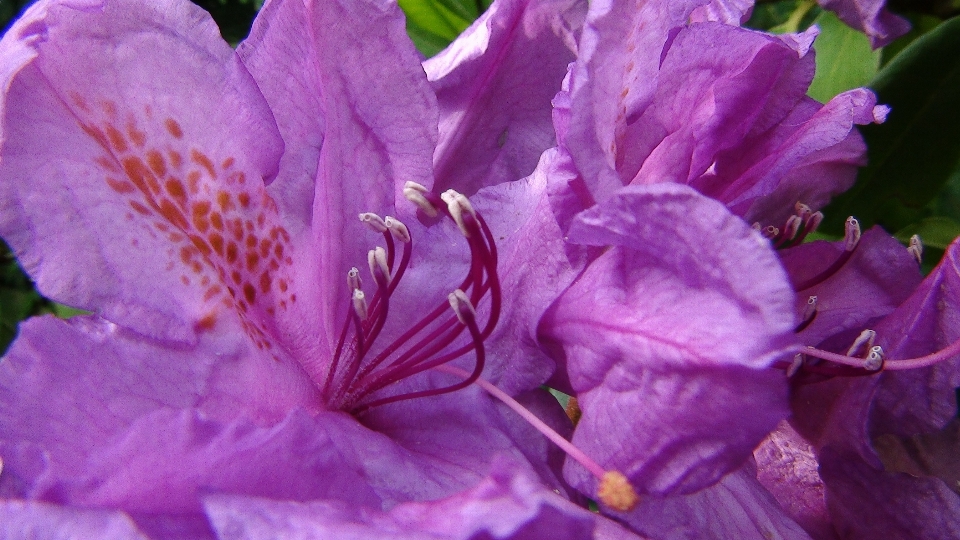 花 植物 紫 花弁