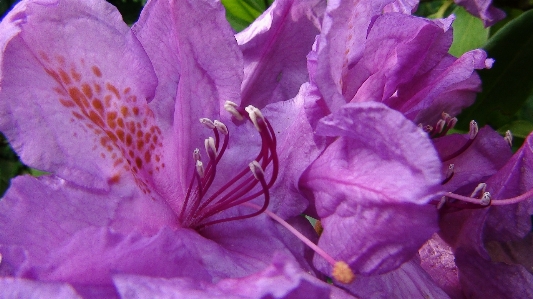 Blossom plant flower purple Photo