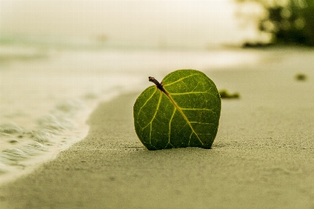 Hand beach sea coast Photo