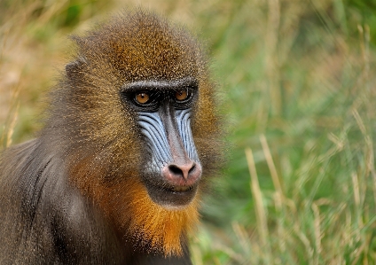 Nature animal wildlife zoo Photo